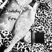 Dandy Fox USA